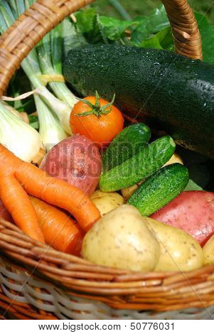 Vegetable Basket