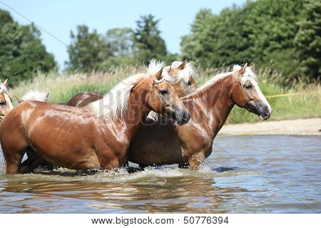 Batch Of Chestnut Horses In The Wather