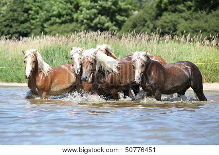 Batch Of Chestnut Horses Running In The Wather