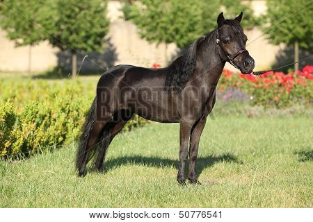 American Miniature Horse Standing