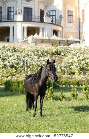American Miniature Horse Standing