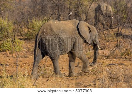 Yount Elephant In The Wild