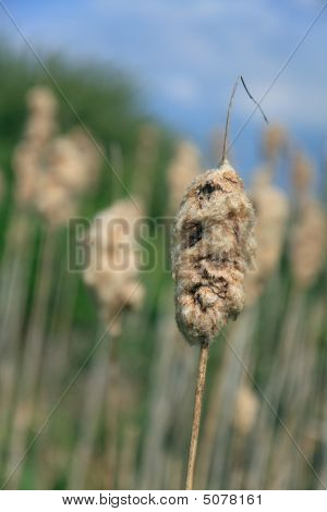 Typha Latifolia