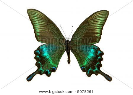 Papilio sommerfugl
