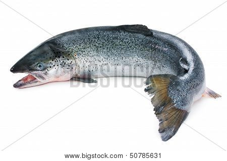 Atlantic Salmon