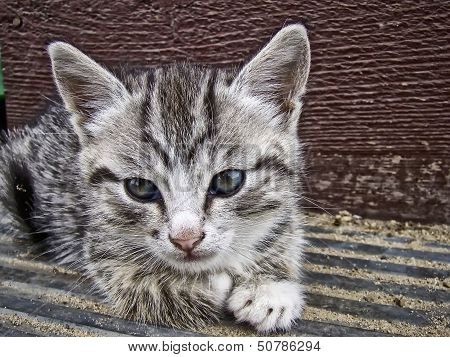 Gray Striped Kitten