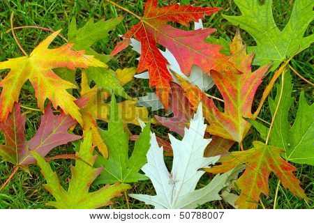 Maple Leaves Color