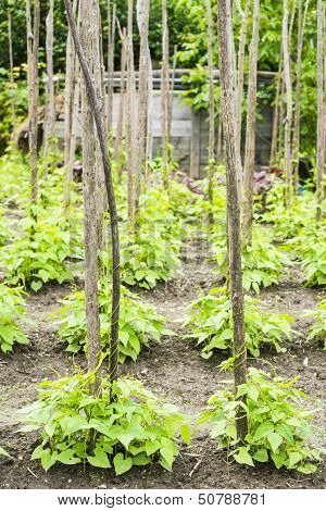 Bean Plants