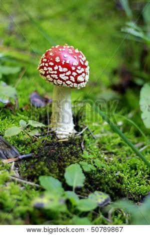 Red Poisoned Mushroom Growing In The Summer Forest