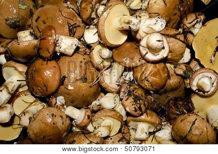Mushrooms