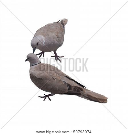 Two Doves