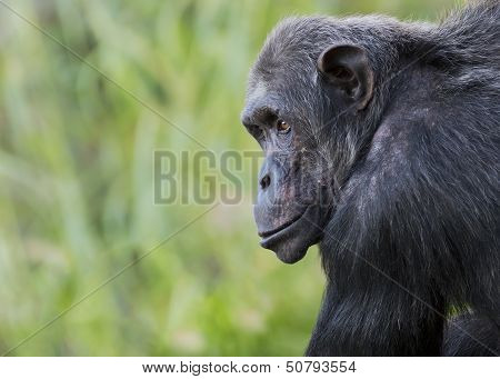 chimpanzee