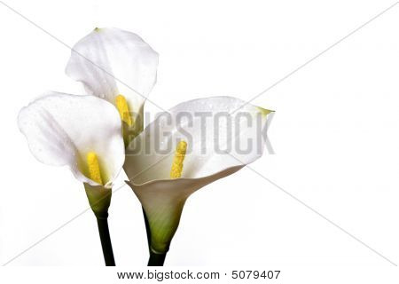 Calla Lilly