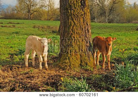 Piedmontese Cross