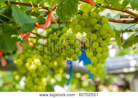 Fresh Green Vineyards.