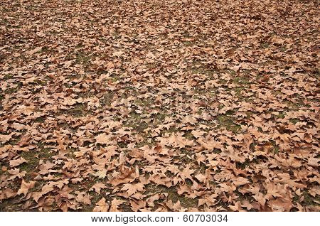 Fallen leaves in the park