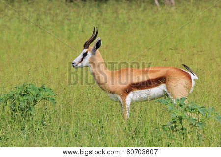 Wildlife Background - Springbok - Green Peace