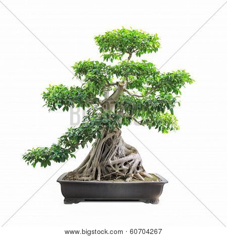 Green Bonsai Banyan Tree