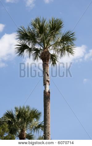 Single palm tree