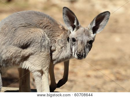 Red Kangaroo Baby