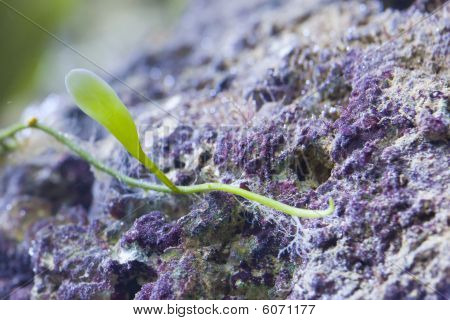 Marine Aquarium Fish Tank