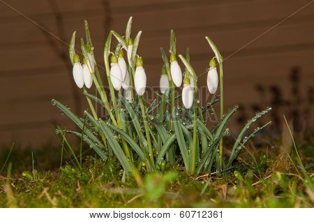 Swowdrop In Springtime