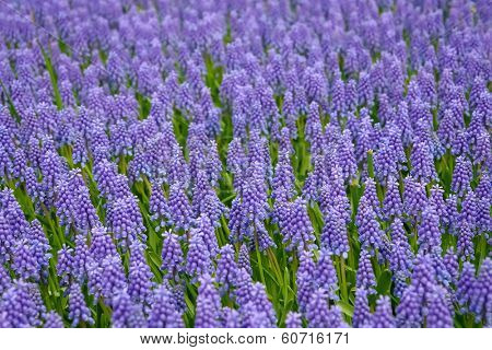 Bluebells in the spring garden
