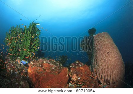 Corals and Sponge on underwater reef