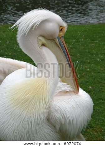 Pelican Portrait