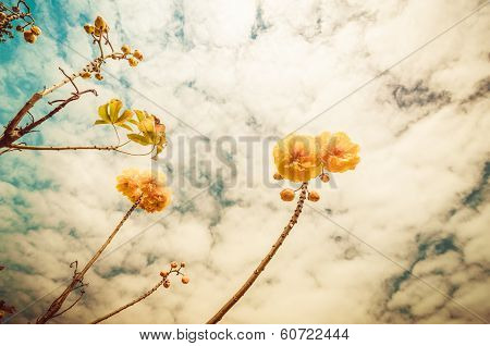 Yellow Silk Cotton Or Cochlospermum Regium