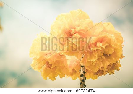 Yellow Silk Cotton Or Cochlospermum Regium