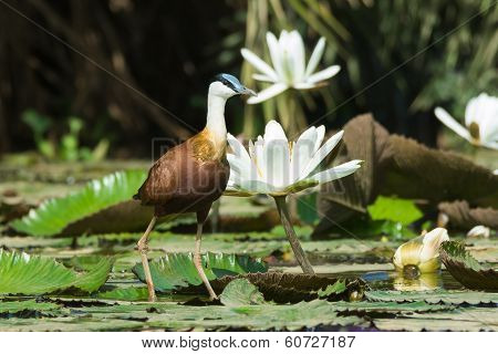 African Jacana Standing Beside Flowering Lilies