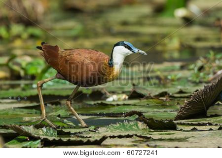 African Jacana Standing On Lily Pads