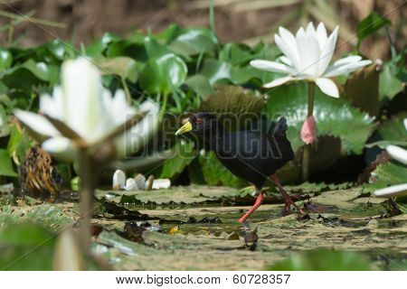 Black Crake Walking Through White Lily Flowers