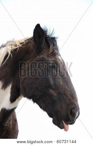 Desert Horse