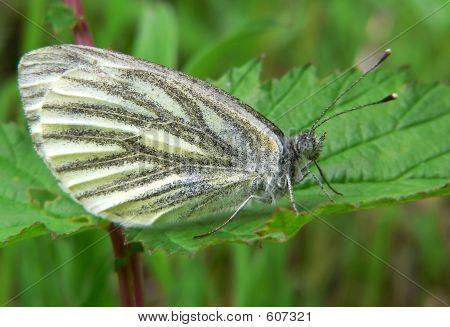 Farfalla