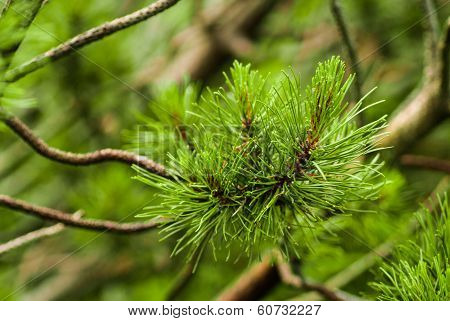 Branch Of Needles Pine
