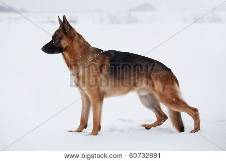 Shepherd Warily Looking Ahead Standing On Snow