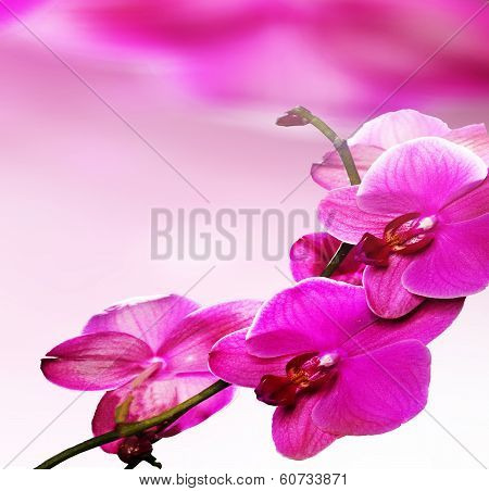 Pink Orchid Flower