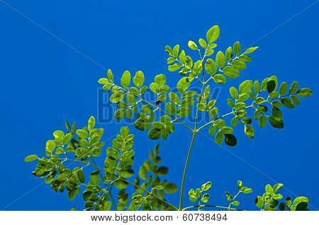 Young Moringa Tree Against Blue Sky