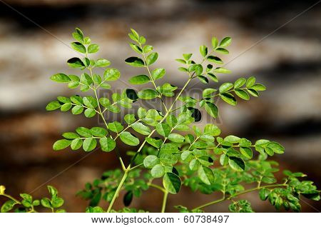 Young Moringa Tree In Sunshine