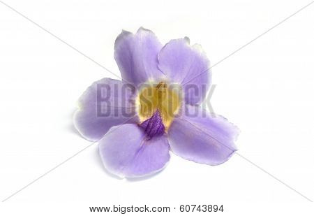 Violet flower isolated