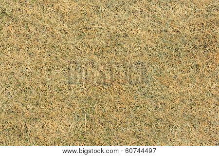 Dry grass texture