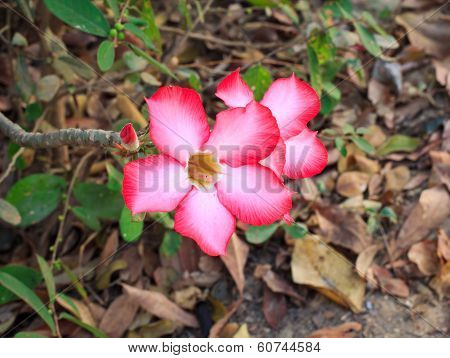 Adenium obesum (Desert Rose; Impala Lily; Mock Azalea)