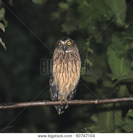 Buffy Fish Owl