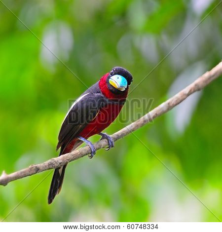 Black-and-red Broadbill