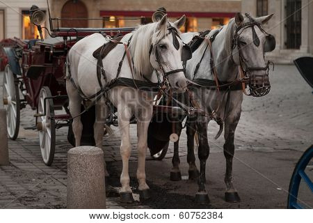 Horses In Vienna