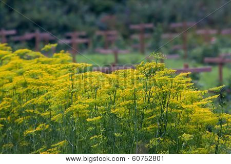 dill crowns