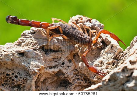 Scorpion