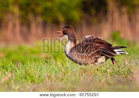 Wild Goose